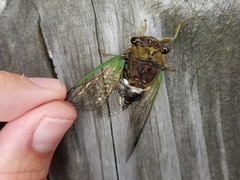 Neotibicen tibicen tibicen