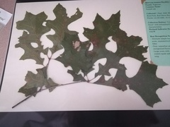 Quercus texana