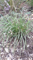 Allium vodopjanovae