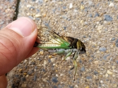 Neotibicen tibicen tibicen