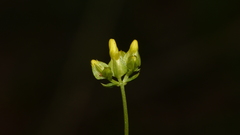 Sebaea zeyheri