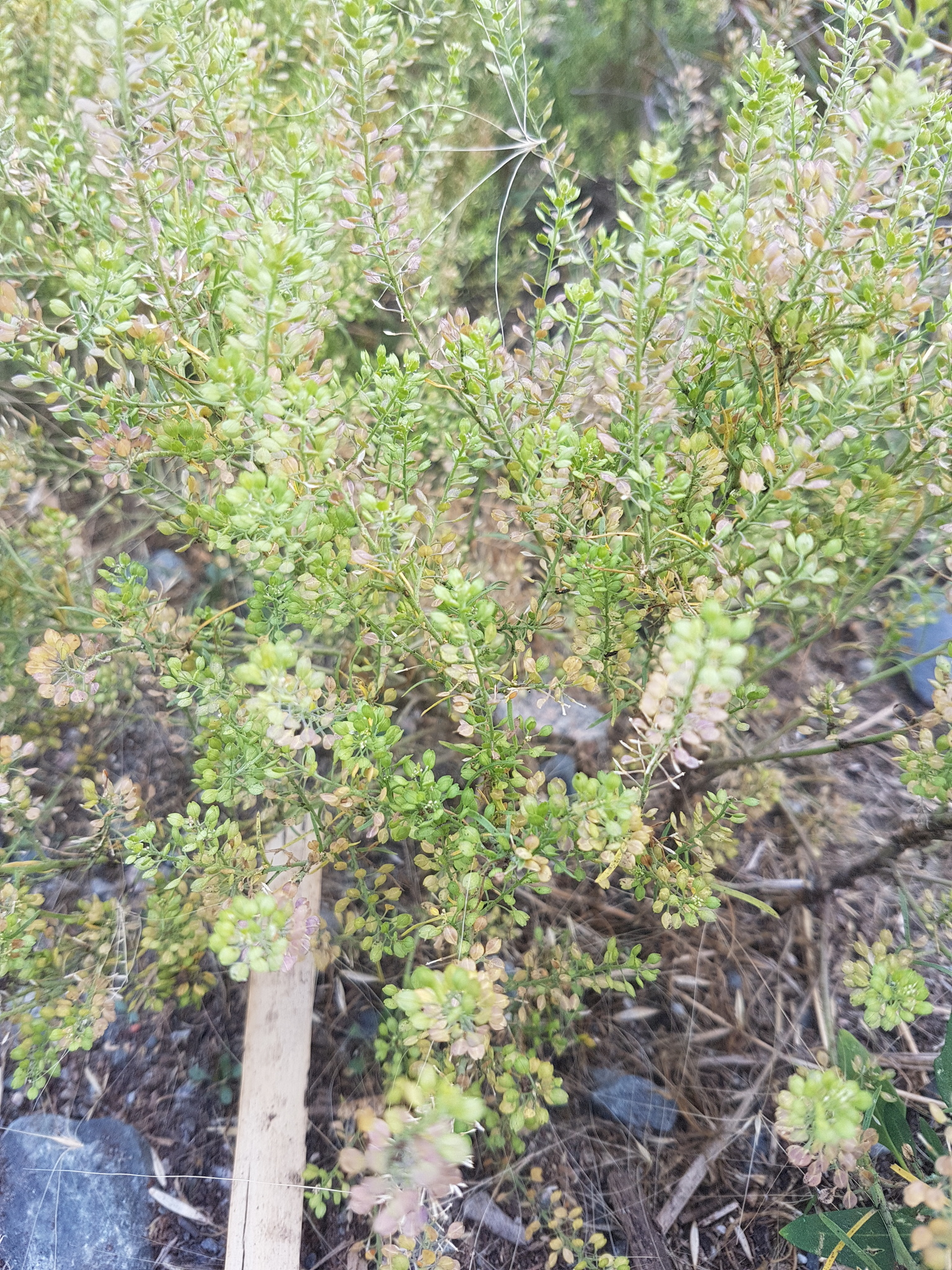 Lepidium ramosissimum
