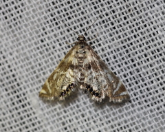 Petrophila canadensis