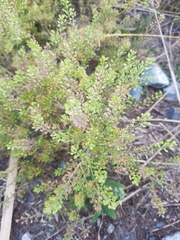 Lepidium ramosissimum