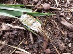 Neotibicen tibicen tibicen