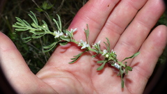 Teucrium africanum