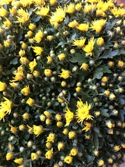 Chrysanthemum morifolium