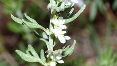 Teucrium africanum