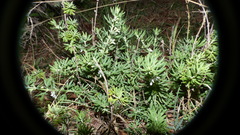 Teucrium africanum