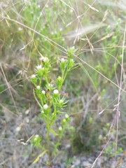 Symphyotrichum ciliatum