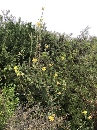 iNaturalist observation photo of tall evening primrose