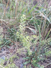 Lepidium ramosissimum