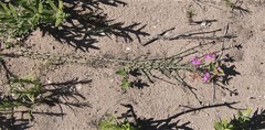 Polygala pubiflora