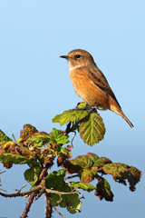 Saxicola rubicola