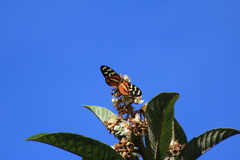 Mechanitis polymnia lycidice