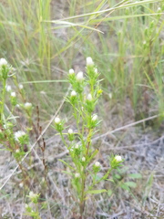 Symphyotrichum ciliatum