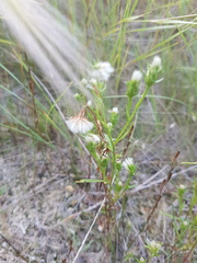 Symphyotrichum ciliatum