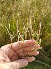 Epilobium adenocaulon