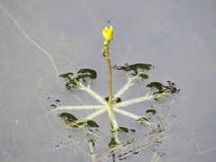 Utricularia radiata