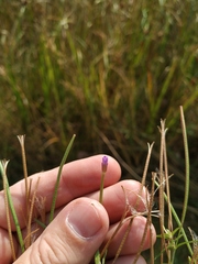 Epilobium adenocaulon