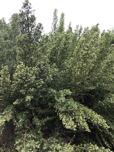 iNaturalist observation photo of coyote brush