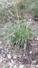 Allium vodopjanovae