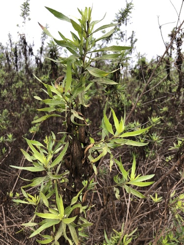 iNaturalist observation photo of mule fat