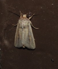 Leucania oaxacana