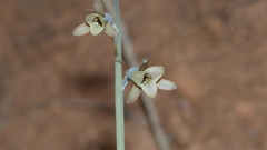 Dipcadi brevifolium