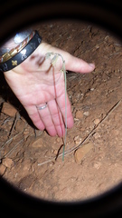Dipcadi brevifolium