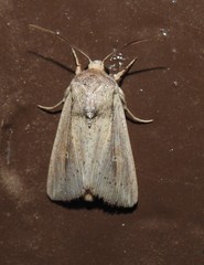 Leucania oaxacana