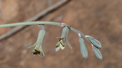 Dipcadi brevifolium