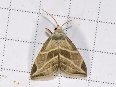 Plagiomimicus tepperi