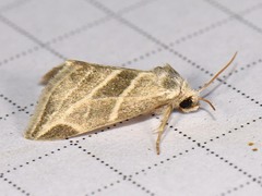 Plagiomimicus tepperi