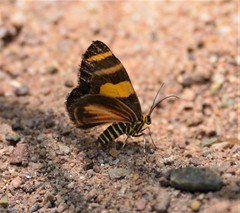 Eutrepsia haemataria