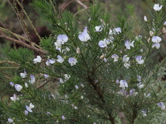 Psoralea pinnata