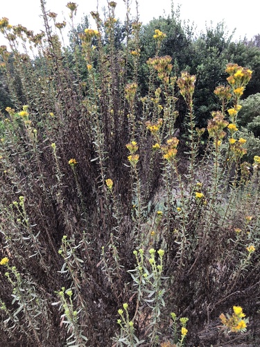 iNaturalist observation photo of Coastal Goldenbush