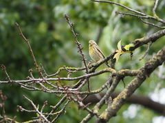 Serinus serinus