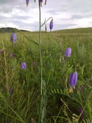 Adenophora stenanthina