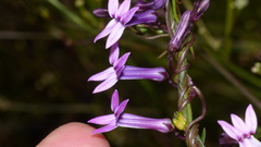 Cyphia digitata digitata