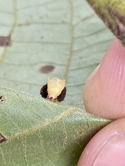 Caryomyia flaticrustum