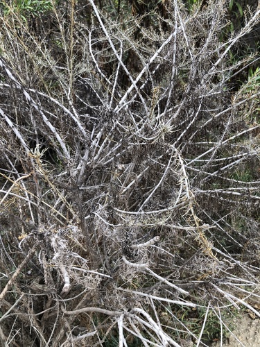 iNaturalist observation photo of California sagebrush