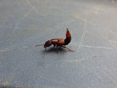 Platydracus cinnamopterus