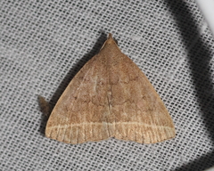 Zanclognatha jacchusalis