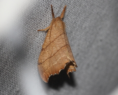Drepana bilineata