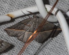 Metanema determinata