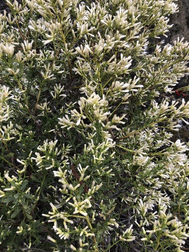 iNaturalist observation photo of coyote brush