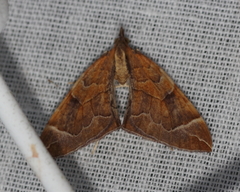 Eulithis testata
