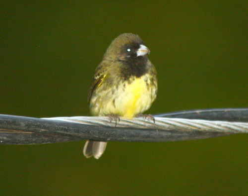 Sporophila nigricollis