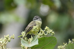 Phyllomyias griseiceps